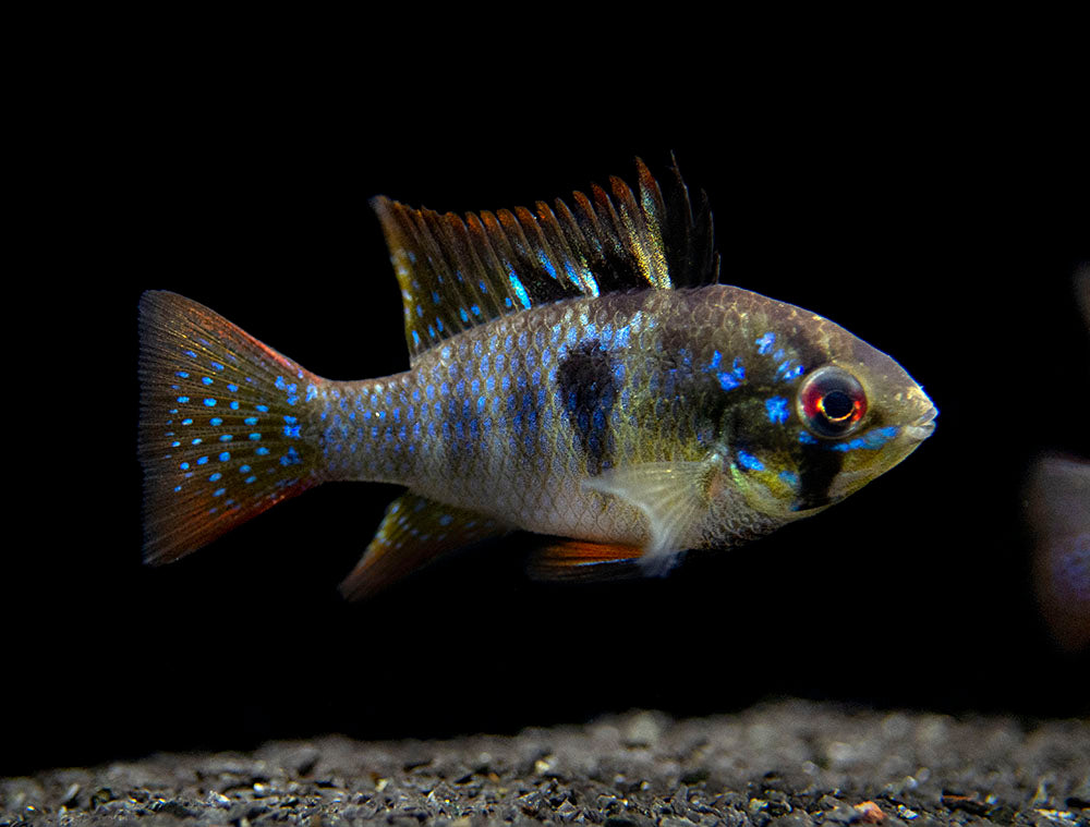 German Black Ram Dwarf Cichlid (Mikrogeophagus ramirezi "German Black") - Tank Bred