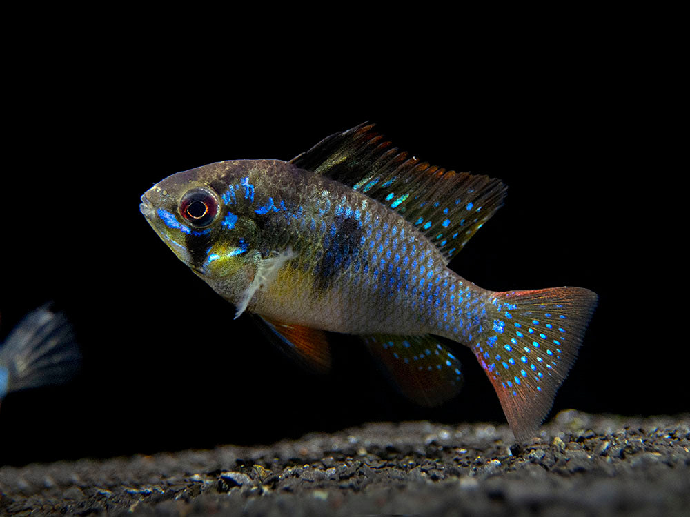 German Black Ram Dwarf Cichlid (Mikrogeophagus ramirezi "German Black") - Tank Bred