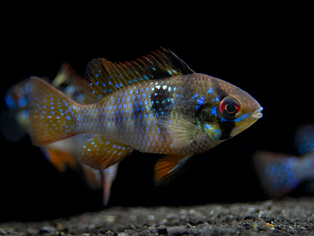 German Black Ram Dwarf Cichlid (Mikrogeophagus ramirezi "German Black") - Tank Bred