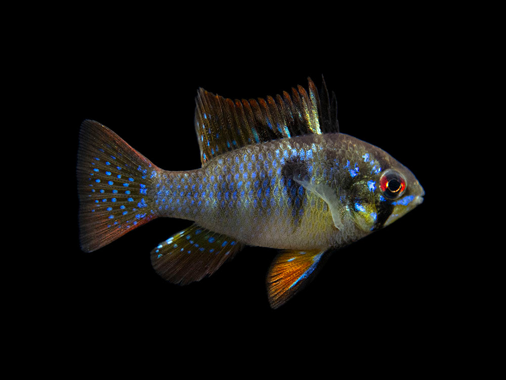 German Black Ram Dwarf Cichlid (Mikrogeophagus ramirezi "German Black") - Tank Bred