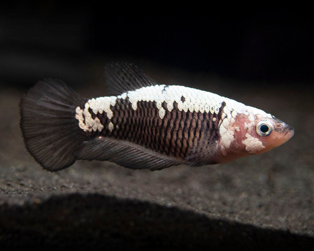 Assorted Black Samurai Plakat Betta (Betta splendens) - Tank-Bred!