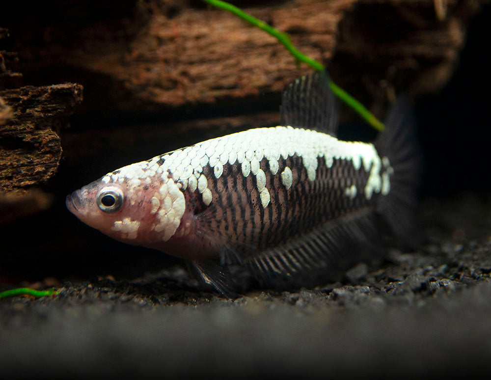 Assorted Black Samurai Plakat Betta (Betta splendens) - Tank-Bred!