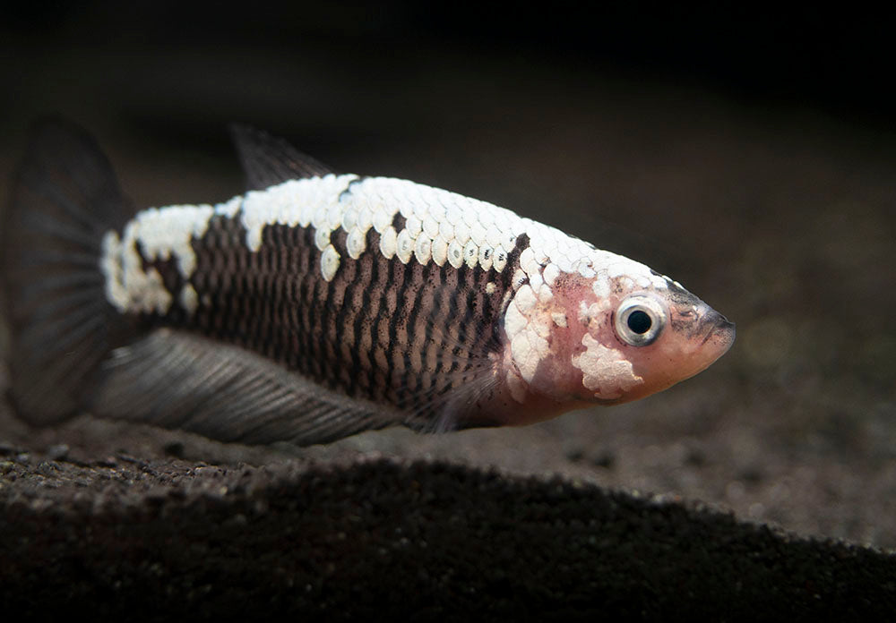 Assorted Black Samurai Plakat Betta (Betta splendens) - Tank-Bred!