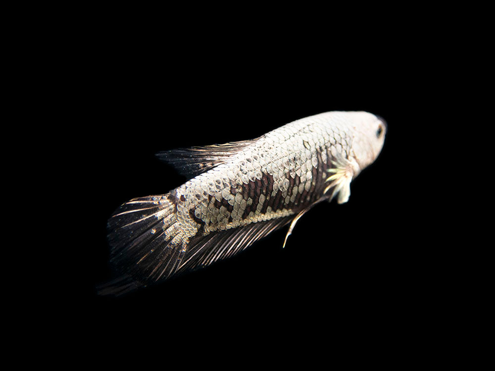 Assorted Black Samurai Plakat Betta (Betta splendens) - Tank-Bred!