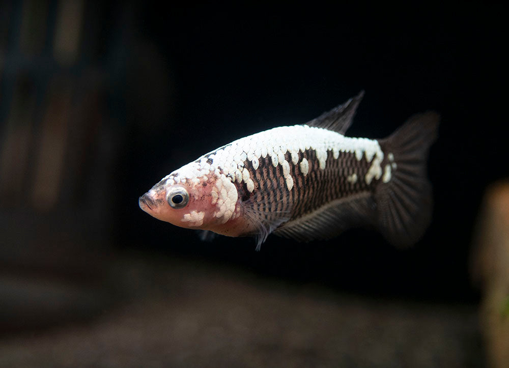 Assorted Black Samurai Plakat Betta (Betta splendens) - Tank-Bred!