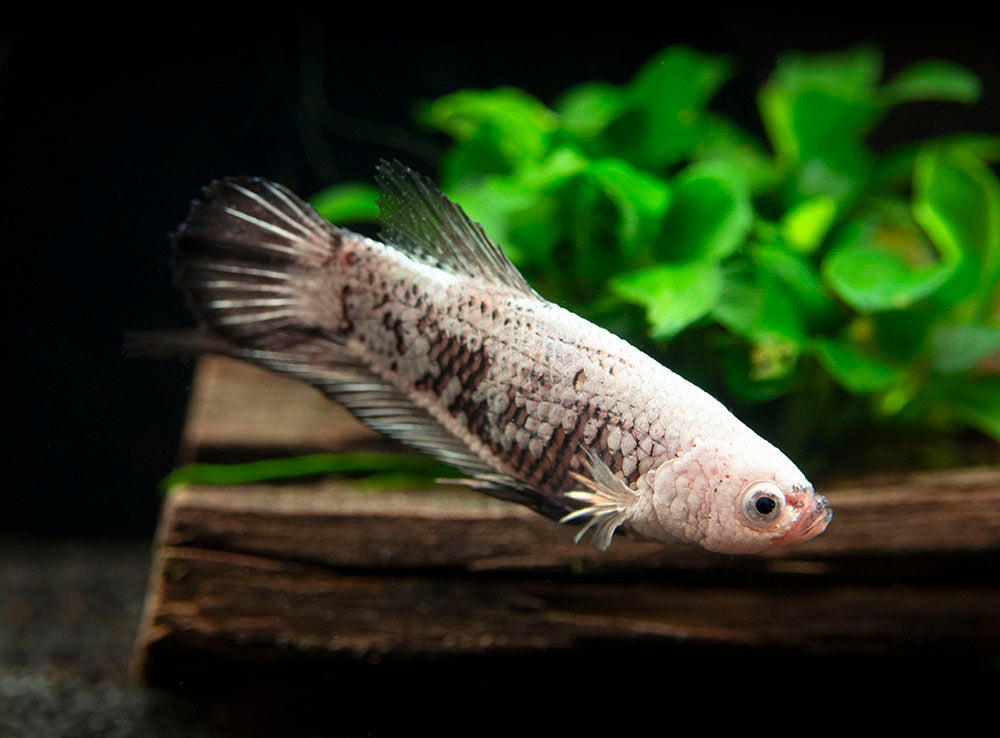 Assorted Black Samurai Plakat Betta (Betta splendens) - Tank-Bred!
