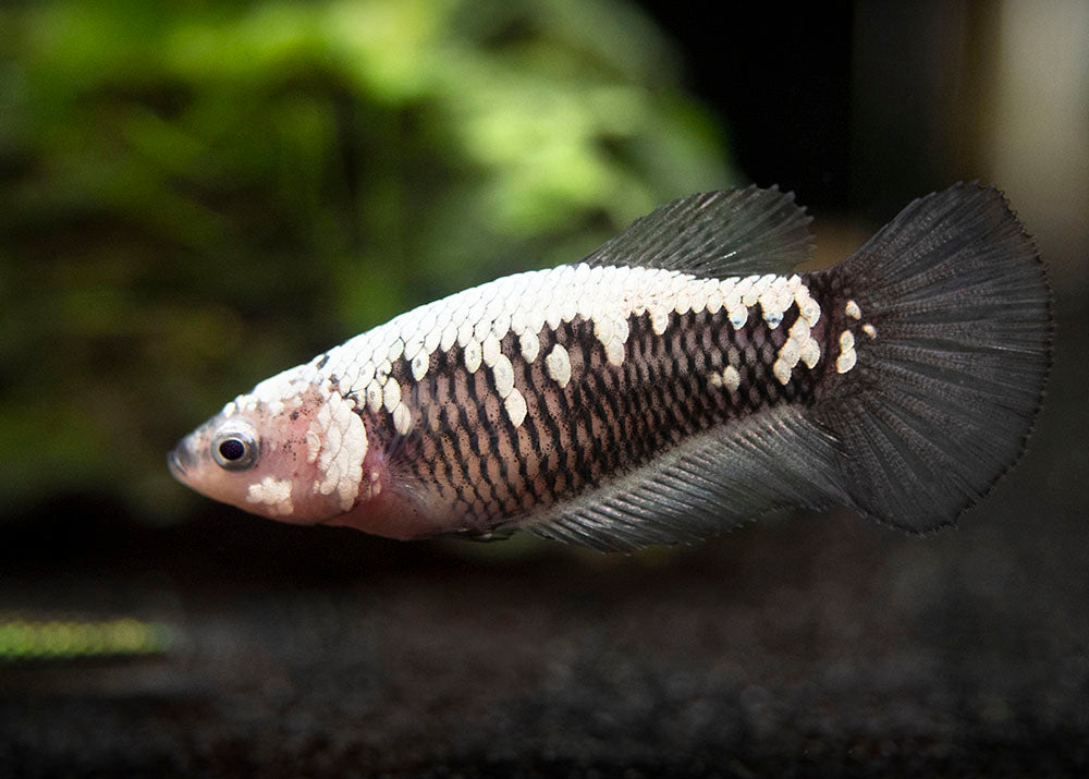 Assorted Black Samurai Plakat Betta (Betta splendens) - Tank-Bred!