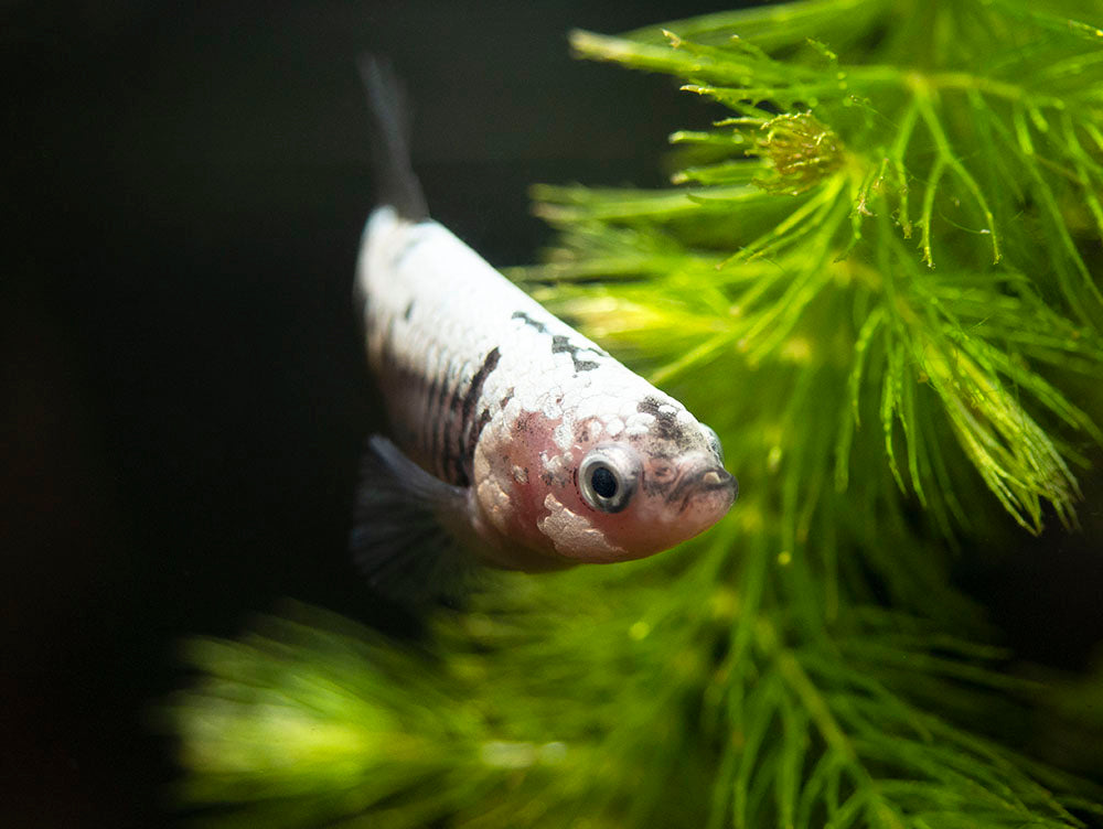 Assorted Black Samurai Plakat Betta (Betta splendens) - Tank-Bred!