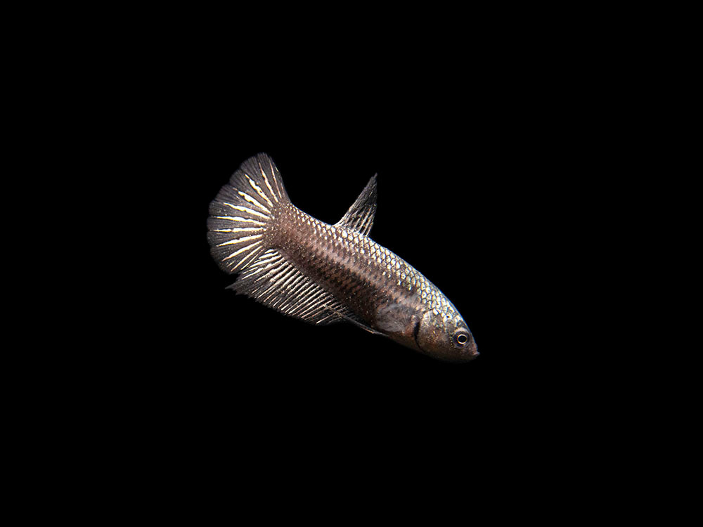 Assorted Black Samurai Plakat Betta (Betta splendens) - Tank-Bred!