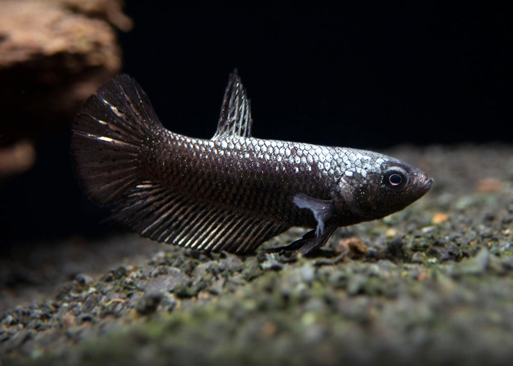 Assorted Black Samurai Plakat Betta (Betta splendens) - Tank-Bred!
