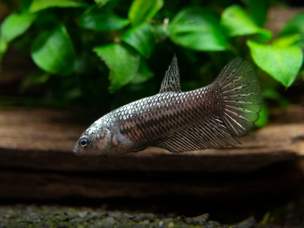 Assorted Black Samurai Plakat Betta (Betta splendens) - Tank-Bred!