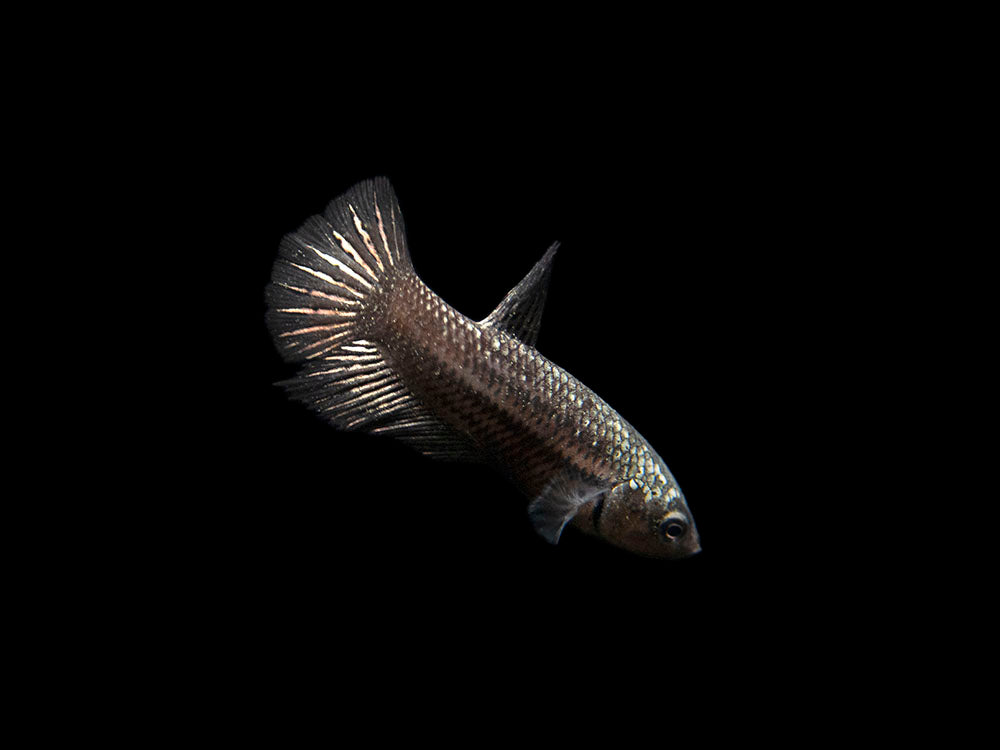 Assorted Black Samurai Plakat Betta (Betta splendens) - Tank-Bred!