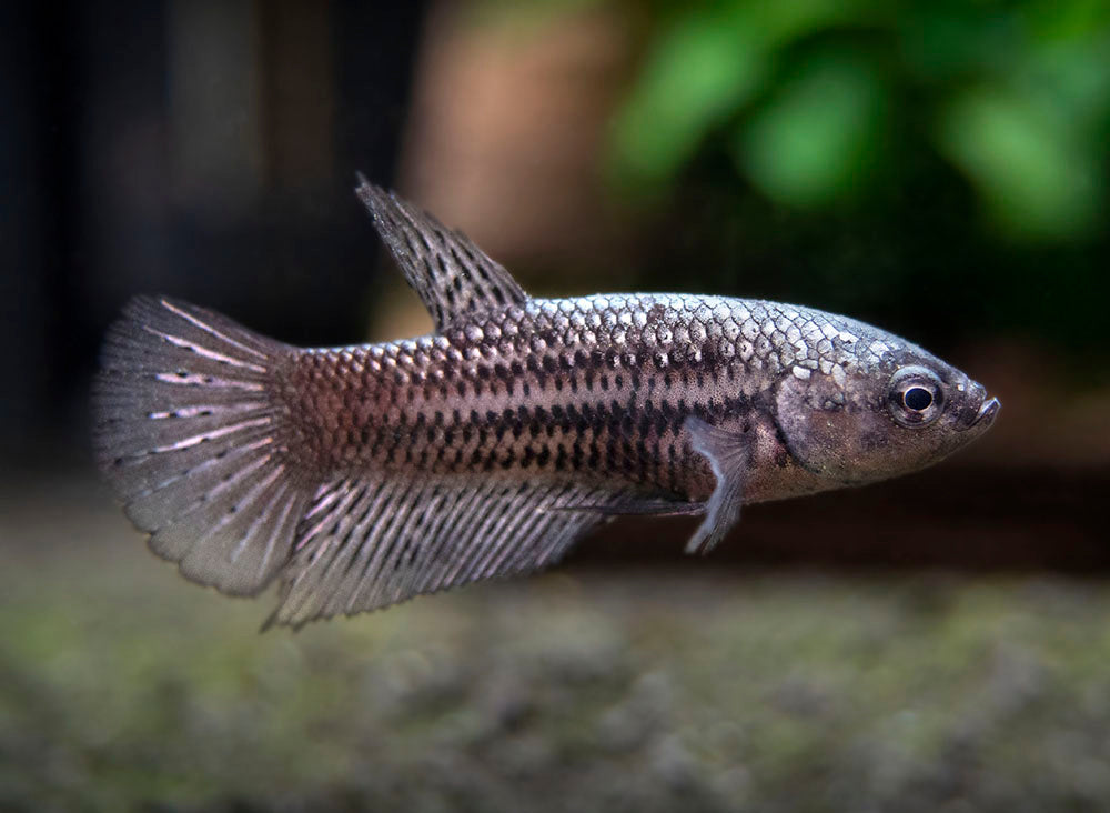Assorted Black Samurai Plakat Betta (Betta splendens) - Tank-Bred!