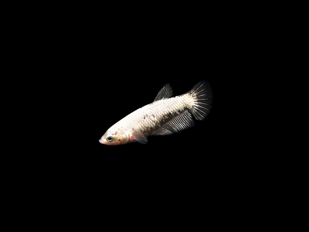 Assorted Black Samurai Plakat Betta (Betta splendens) - Tank-Bred!