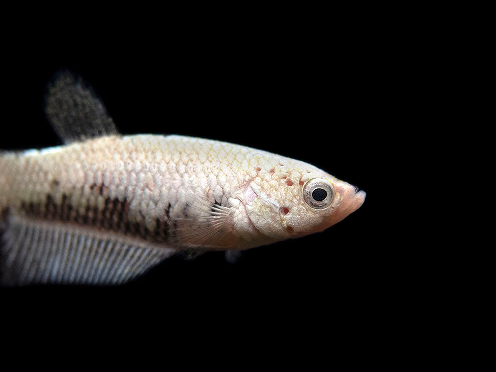 Assorted Black Samurai Plakat Betta (Betta splendens) - Tank-Bred!