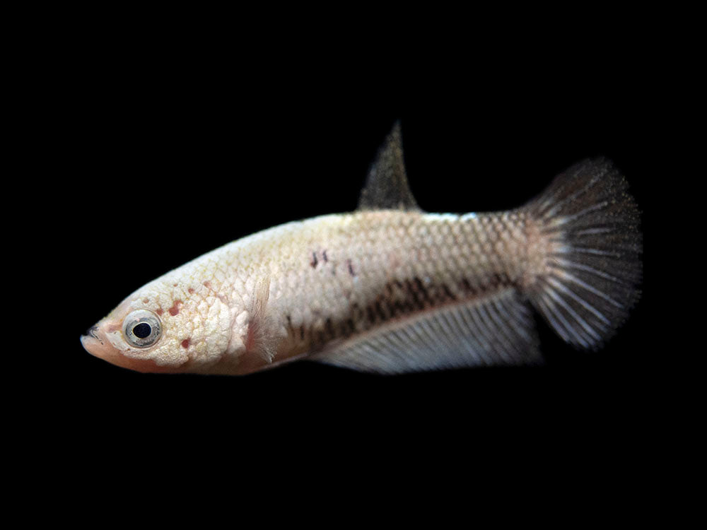 Assorted Black Samurai Plakat Betta (Betta splendens) - Tank-Bred!