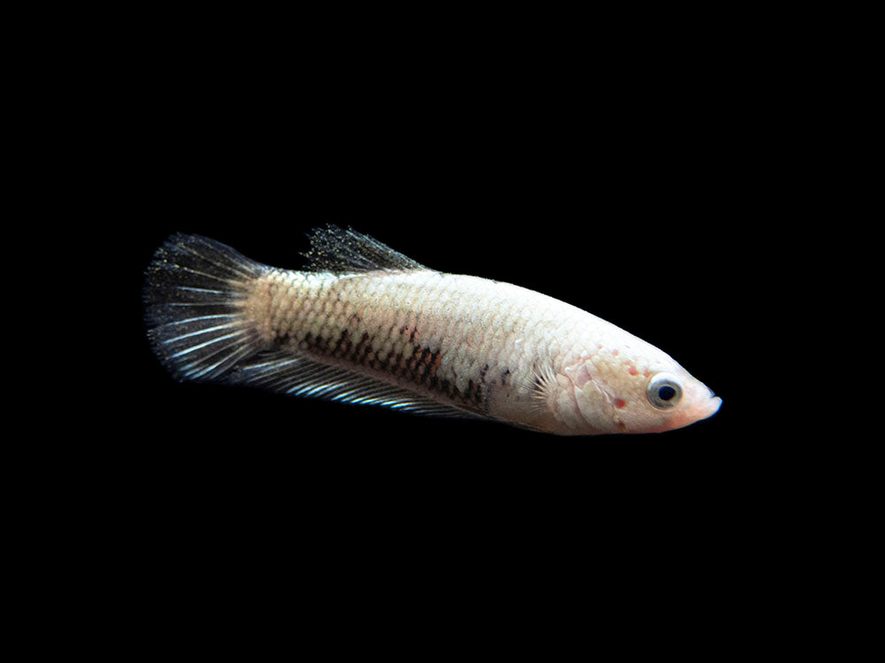 Assorted Black Samurai Plakat Betta (Betta splendens) - Tank-Bred!