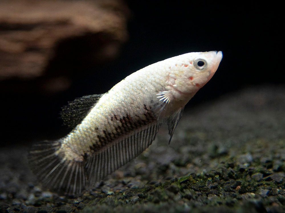 Assorted Black Samurai Plakat Betta (Betta splendens) - Tank-Bred!