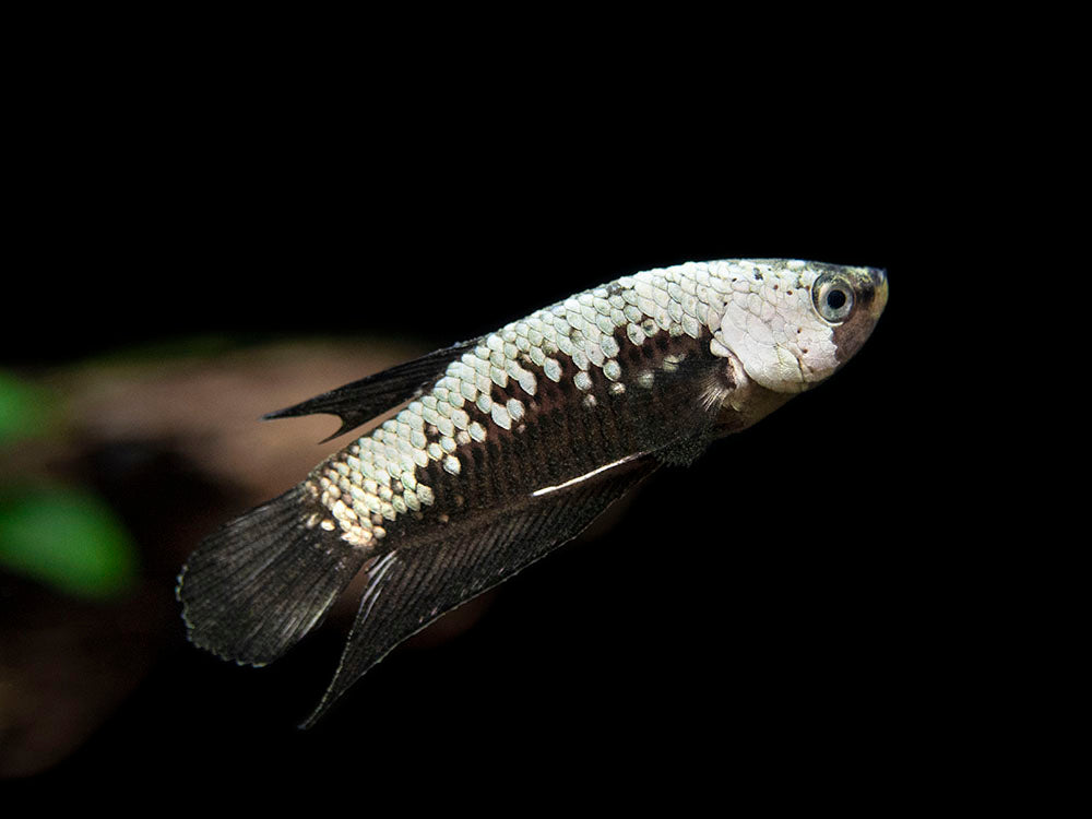 Assorted Black Samurai Plakat Betta (Betta splendens) - Tank-Bred!