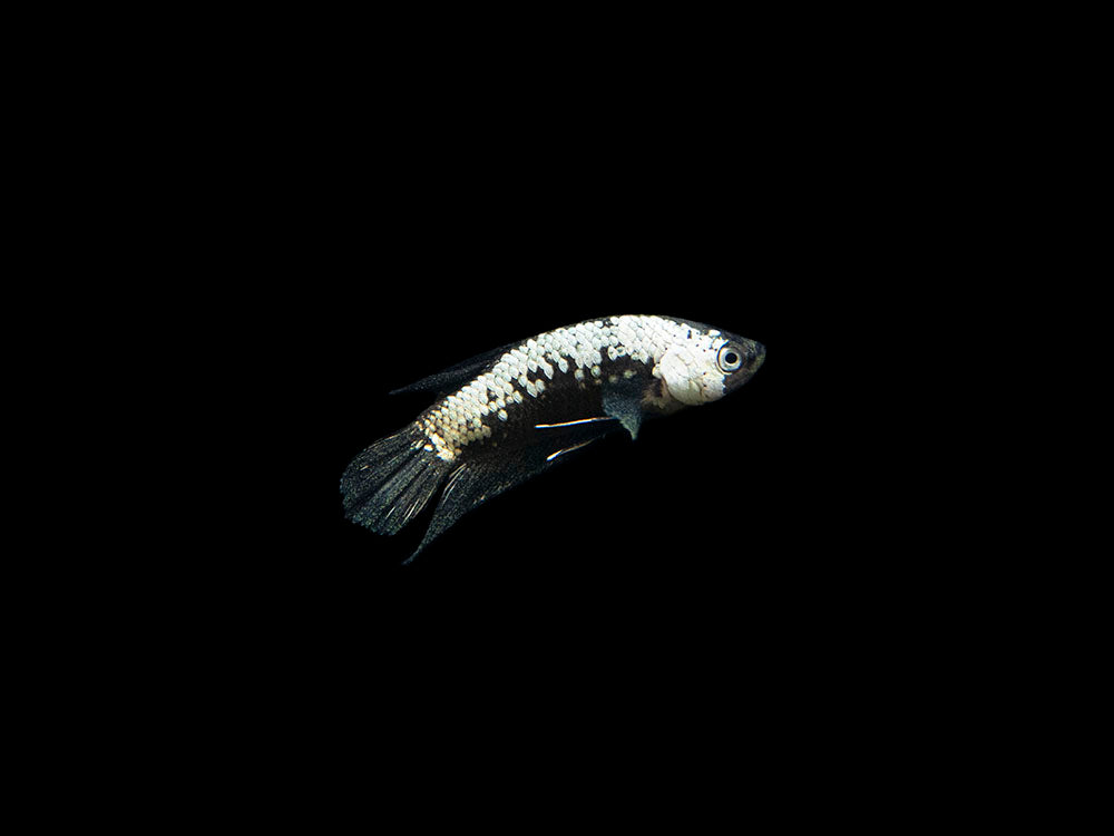 Assorted Black Samurai Plakat Betta (Betta splendens) - Tank-Bred!