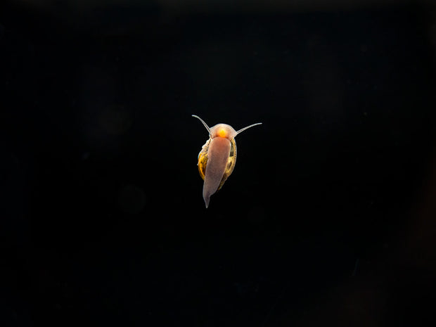 Bladder Snail (Physella acuta), BREDBY, Aquatic Arts
