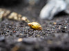 Bladder Snail (Physella acuta), BREDBY, Aquatic Arts