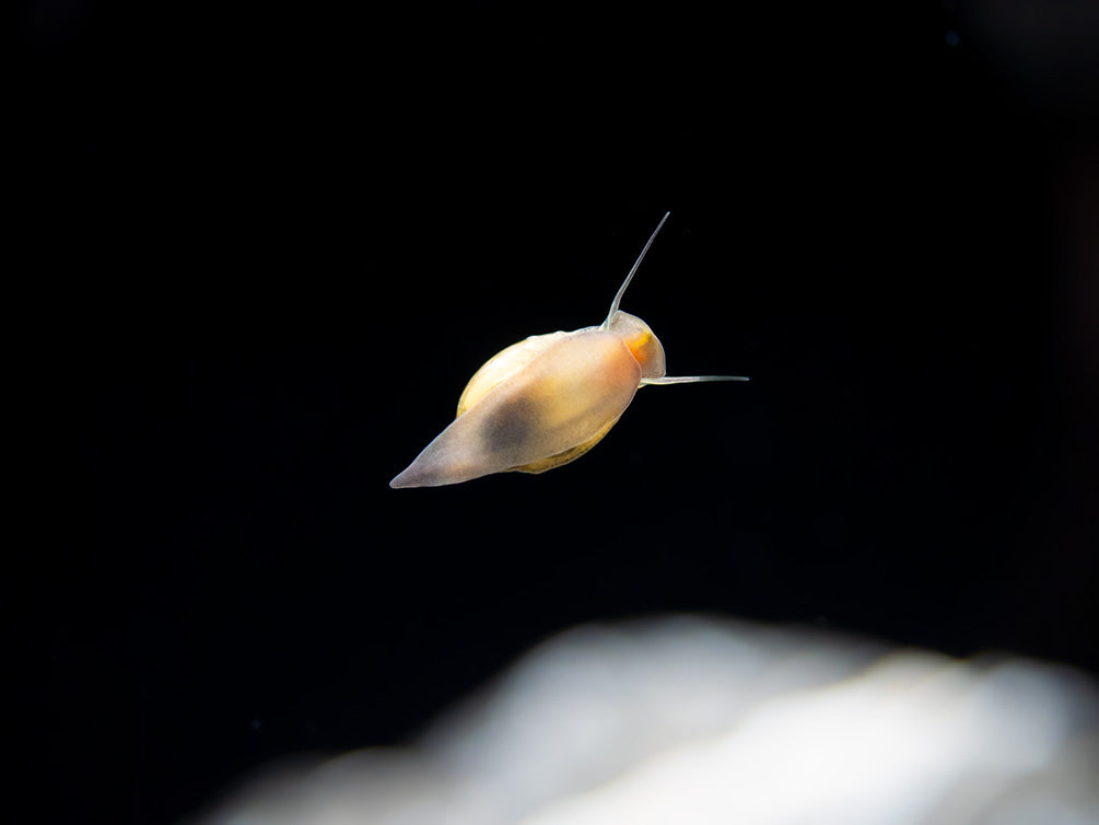 Bladder Snail (Physella acuta), BREDBY, Aquatic Arts