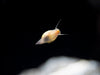 Bladder Snail (Physella acuta), BREDBY, Aquatic Arts