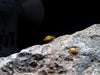 Bladder Snail (Physella acuta), BREDBY, Aquatic Arts