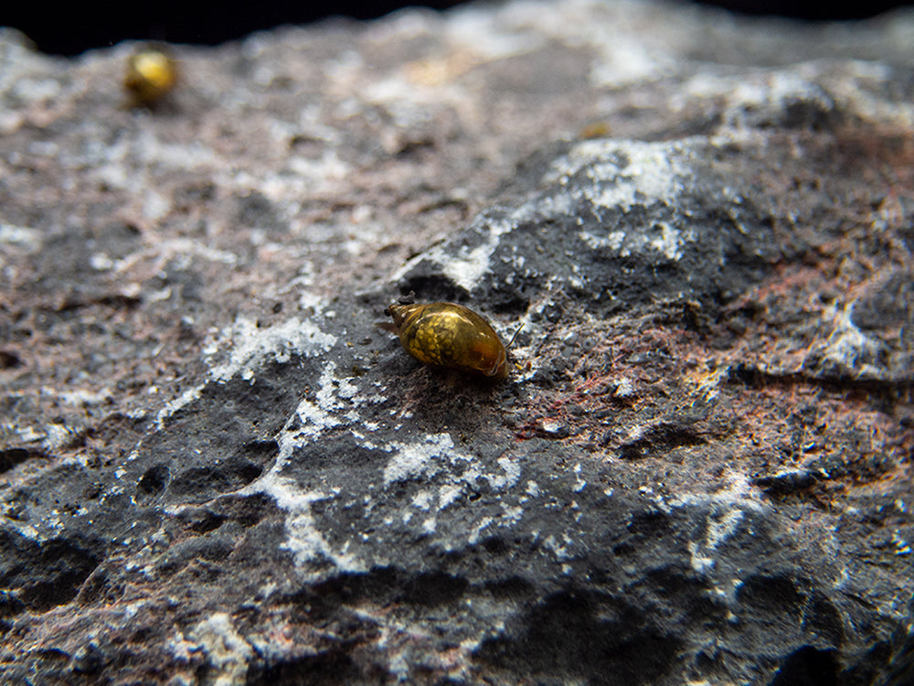 Bladder Snail (Physella acuta), BREDBY, Aquatic Arts