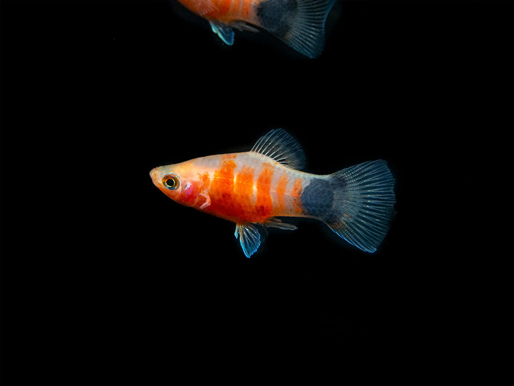 Bleeding Heart Tiger Platy (Xiphophorus maculatus hybrid) - Tank-Bred!