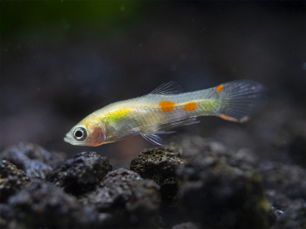 Blonde Endler’s Livebearer (Poecilia wingei), Tank-Bred