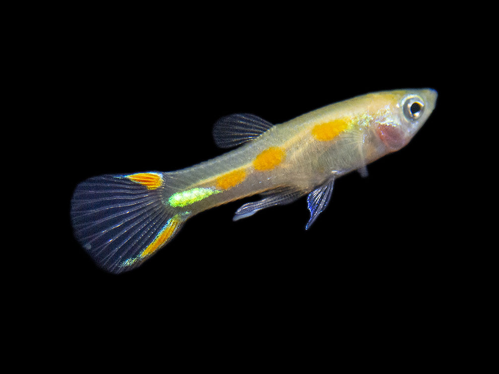 Blonde Endler’s Livebearer (Poecilia wingei), Tank-Bred