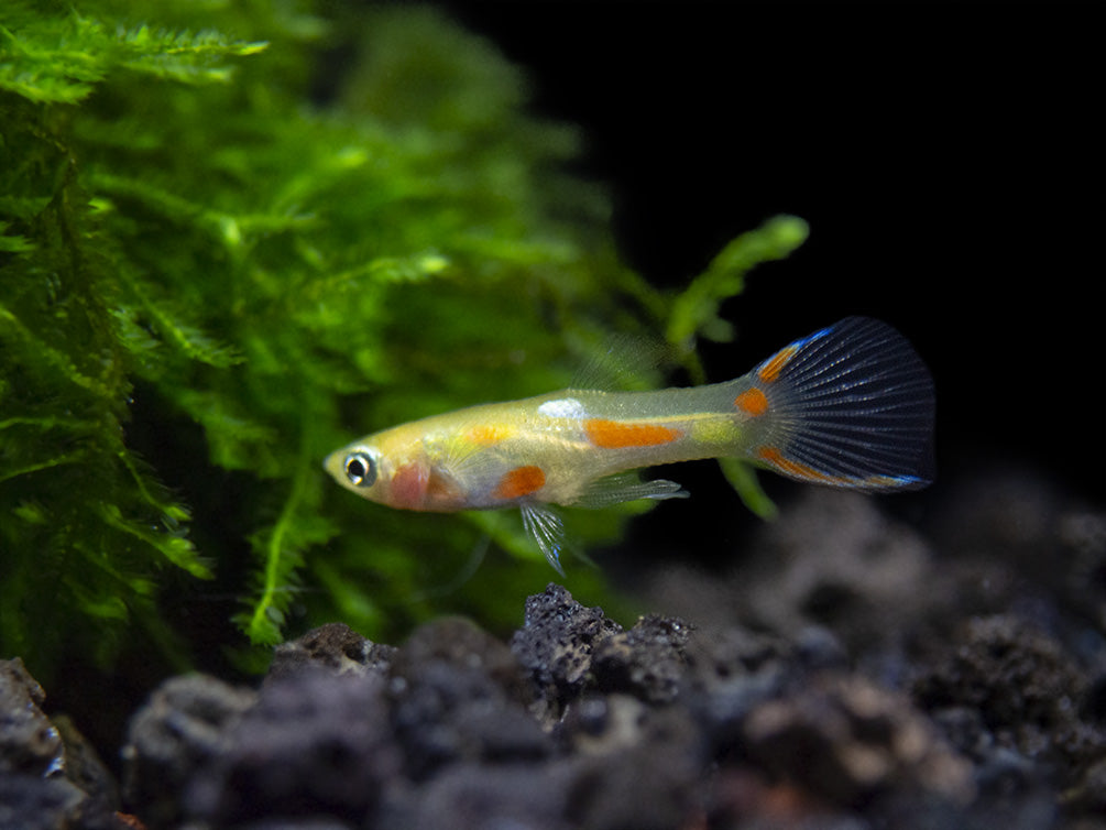 Blonde Endler’s Livebearer (Poecilia wingei), Tank-Bred