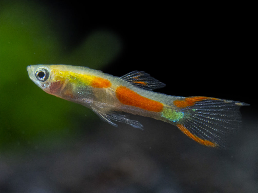 Blonde Endler’s Livebearer (Poecilia wingei), Tank-Bred