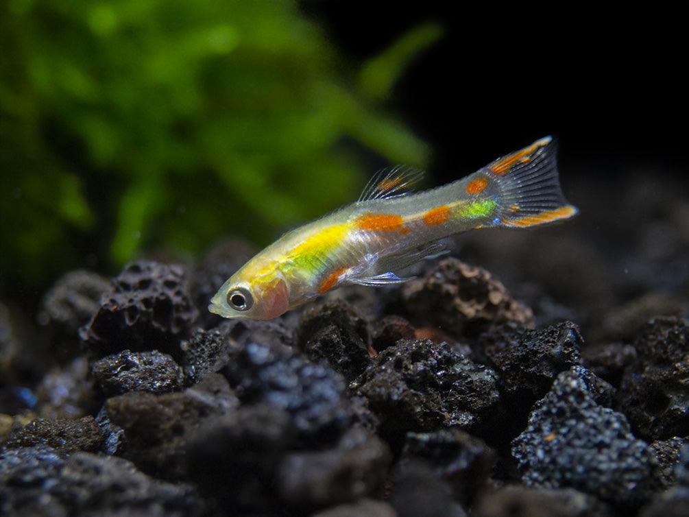 Blonde Endler’s Livebearer (Poecilia wingei), Tank-Bred