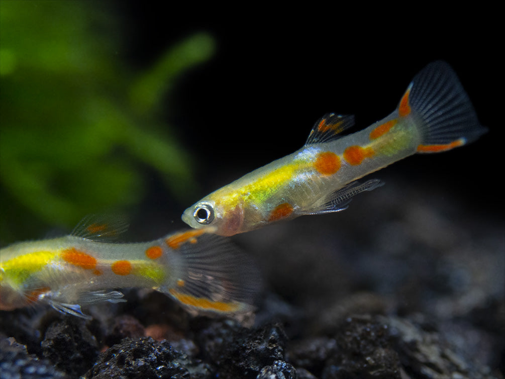 Blonde Endler’s Livebearer (Poecilia wingei), Tank-Bred