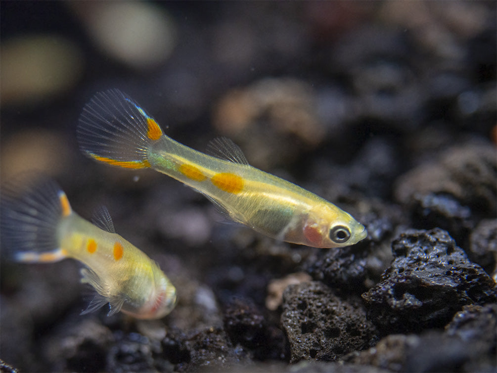 Blonde Endler’s Livebearer (Poecilia wingei), Tank-Bred