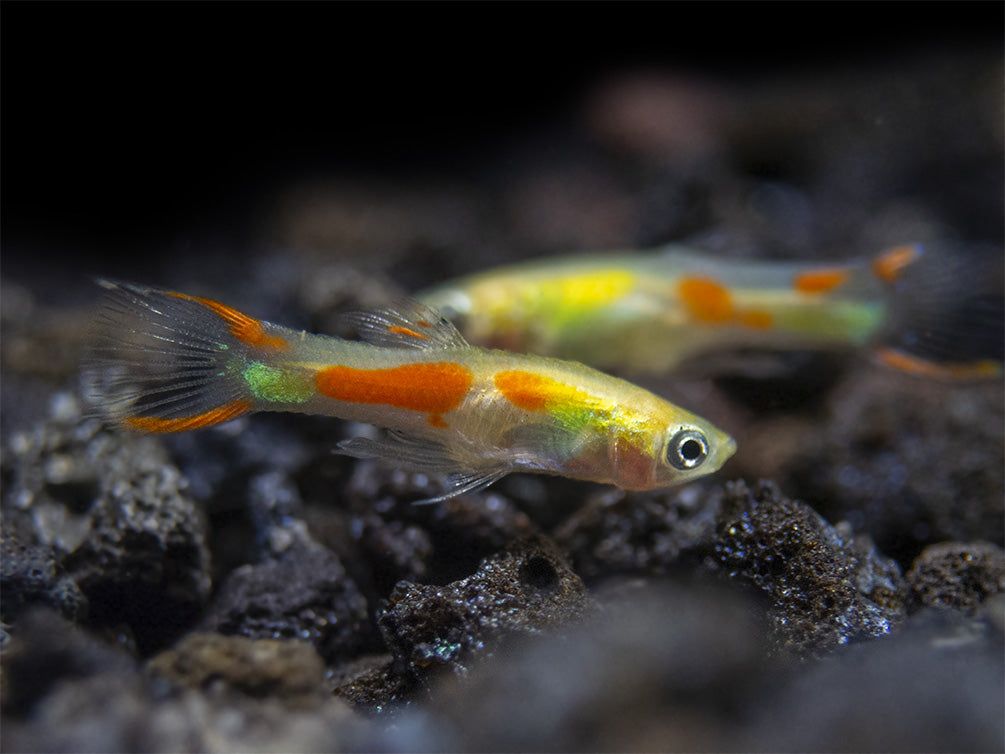 Blonde Endler’s Livebearer (Poecilia wingei), Tank-Bred