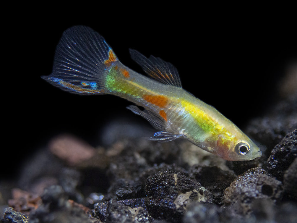 Blonde Endler’s Livebearer (Poecilia wingei), Tank-Bred