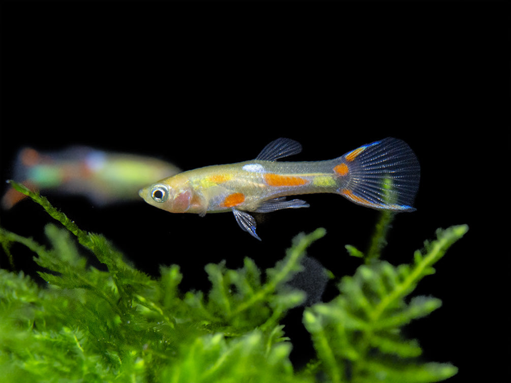 Blonde Endler’s Livebearer (Poecilia wingei), Tank-Bred