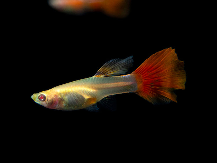 Full Red Albino Guppy for sale