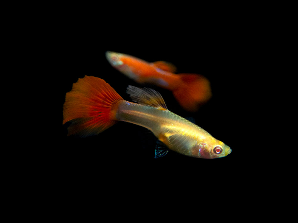 Full Red Albino Guppy for sale