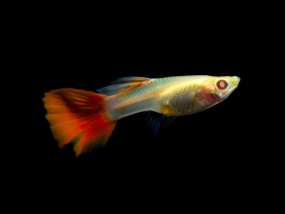 Full Red Albino Guppy for sale