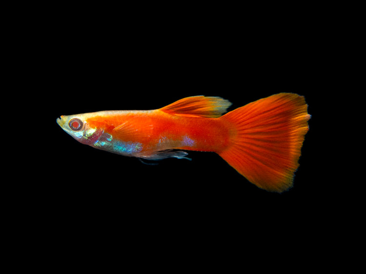 Full Red Albino Guppy for sale