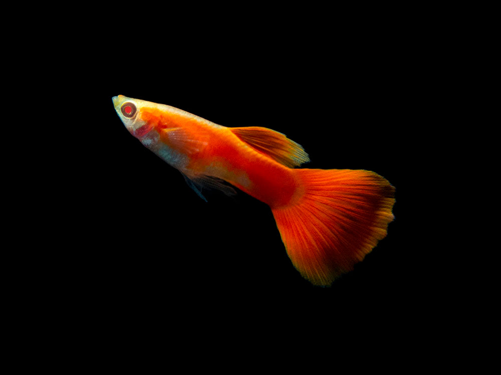 Full Red Albino Guppy for sale