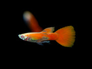 Full Red Albino Guppy for sale