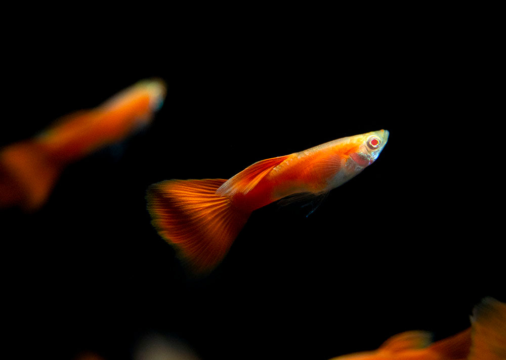 Full Red Albino Guppy for sale