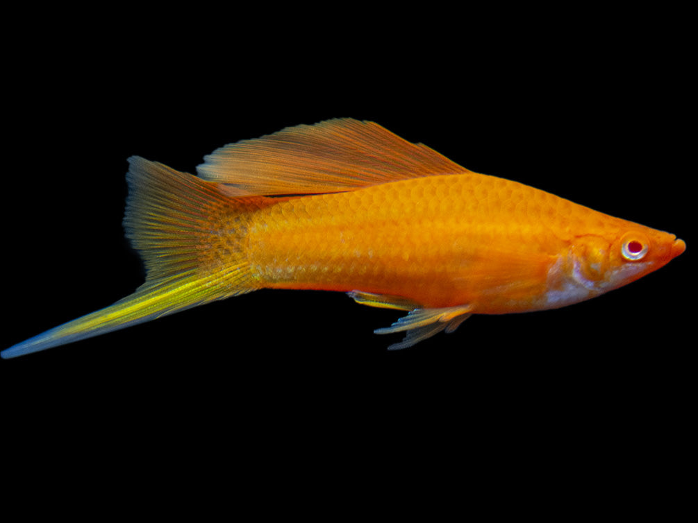 Red Eye Blood Red Hi Fin Swordtail (Xiphophorus helleri) - Tank-Bred!