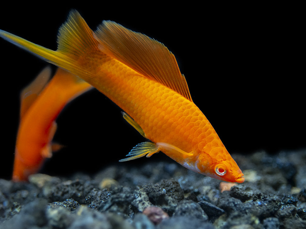 Red Eye Blood Red Hi Fin Swordtail (Xiphophorus helleri) - Tank-Bred!